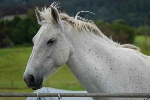 Auckland: Privat ridetur + frokost + vin + afhentning