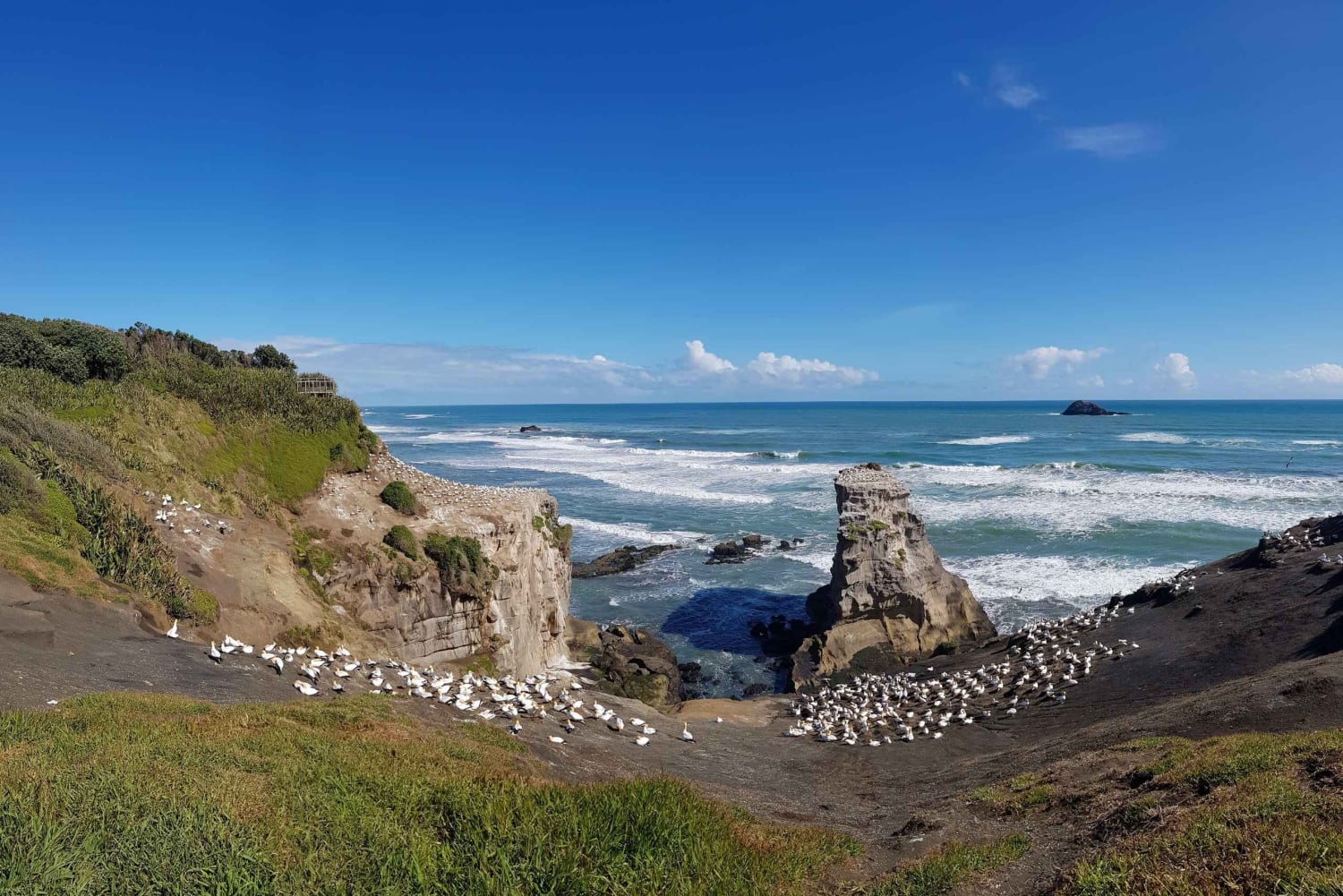 Auckland: Private Muriwai Gannets Experience