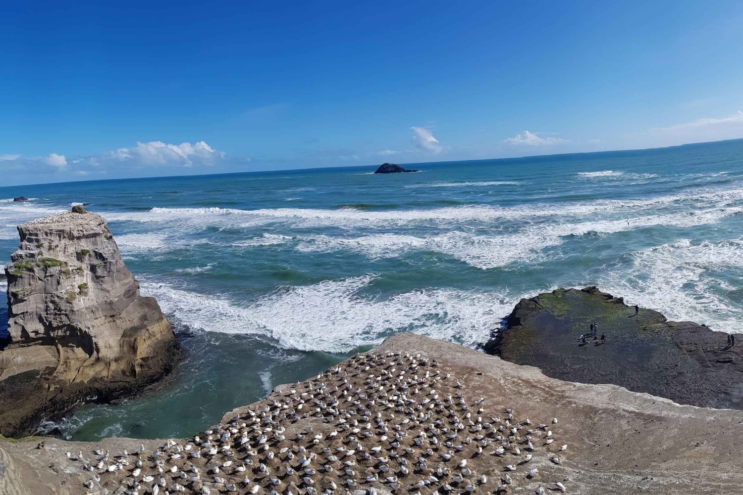 Auckland: Private Muriwai Gannets Experience