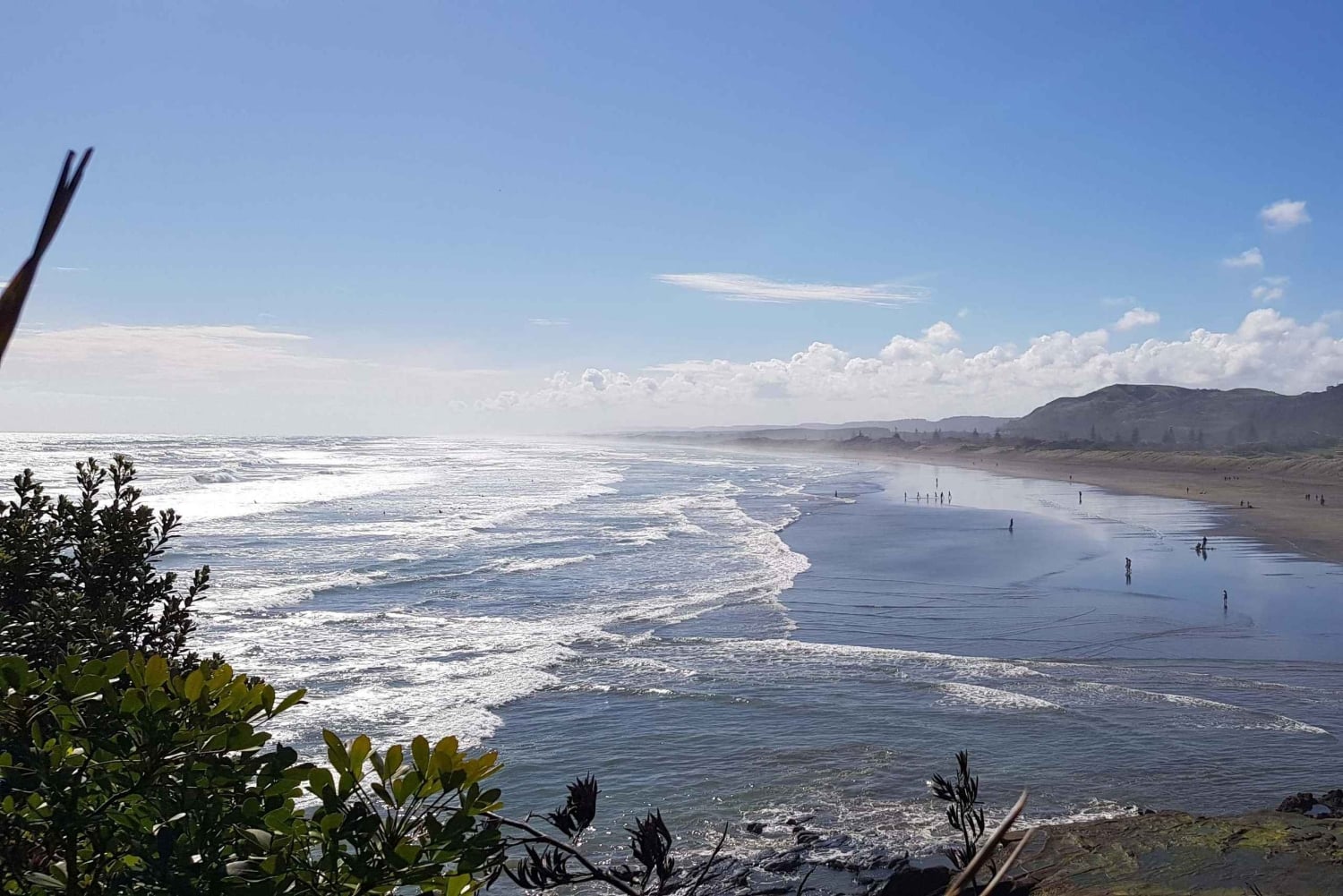 Auckland: Private Muriwai Gannets Experience