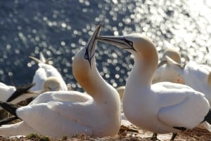 Auckland: Private Muriwai Gannets Experience