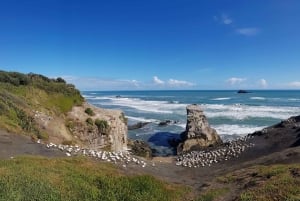 Auckland: Private Muriwai Gannets Experience
