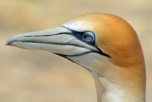 Auckland: Private Muriwai Gannets Experience