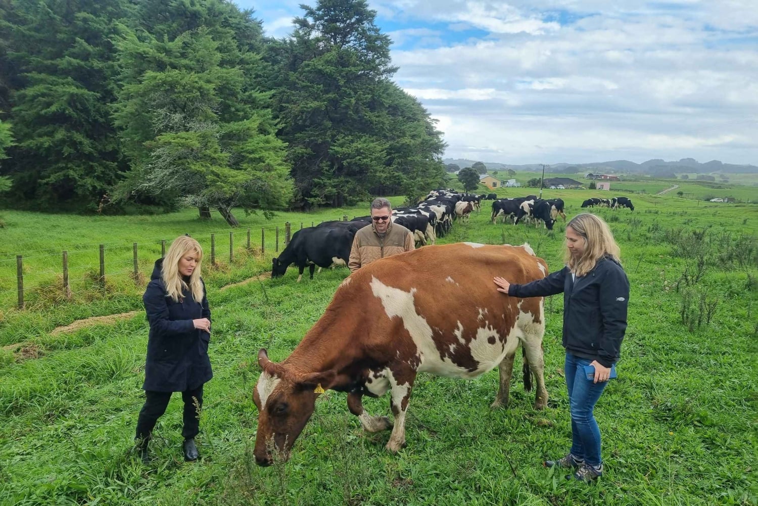 Auckland: Yksityinen lampaiden ja naudanlihan tuotantotilan kierros