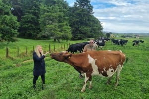 Auckland: Yksityinen lampaiden ja naudanlihan tuotantotilan kierros