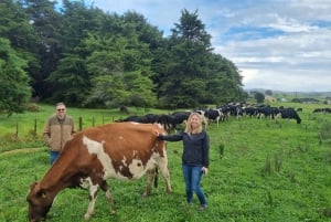 Auckland: Yksityinen lampaiden ja naudanlihan tuotantotilan kierros