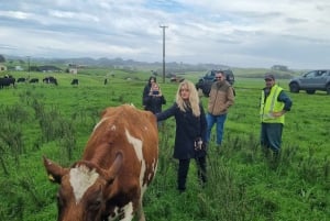Auckland: Yksityinen lampaiden ja naudanlihan tuotantotilan kierros
