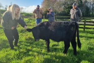 Auckland: Yksityinen lampaiden ja naudanlihan tuotantotilan kierros