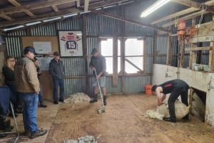 Auckland: Yksityinen lampaiden ja naudanlihan tuotantotilan kierros