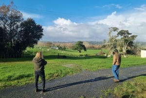 Auckland: Yksityinen lampaiden ja naudanlihan tuotantotilan kierros