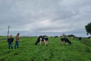 Auckland: Yksityinen lampaiden ja naudanlihan tuotantotilan kierros