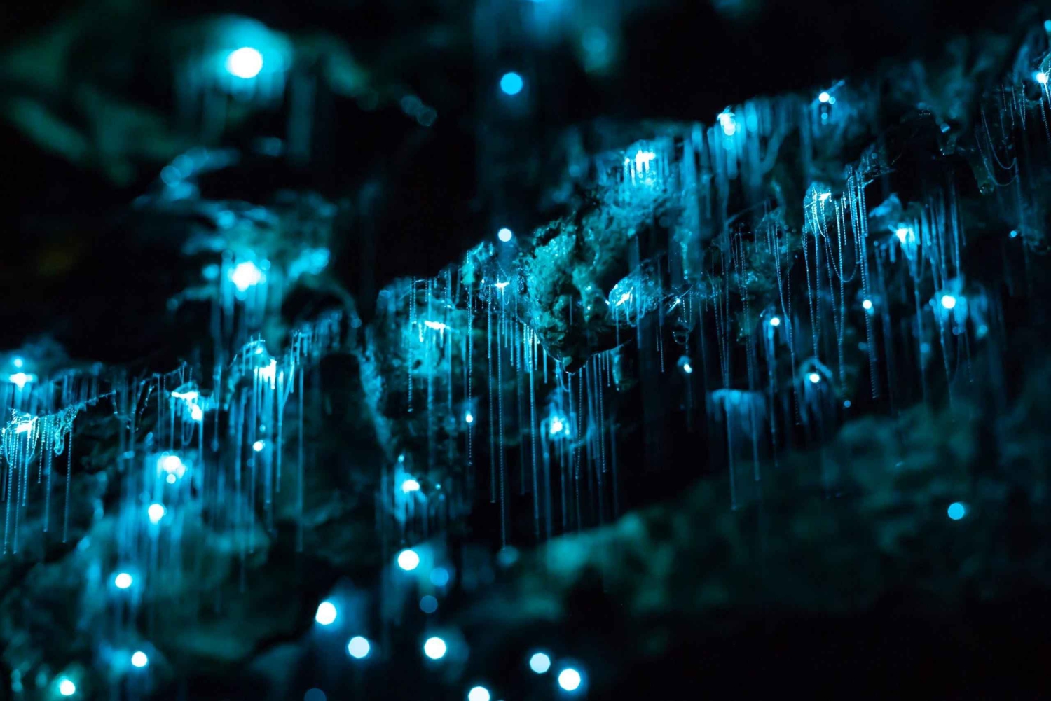 Auckland: Tour privato di Waitomo e della Valle di Te Puia