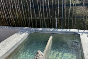 Auckland: Rotorua Māori Village & Waitomo Caves with Lunch