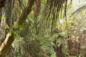 Auckland: Rotorua Mitai Maori Village och Wai-O-Tapu Tour
