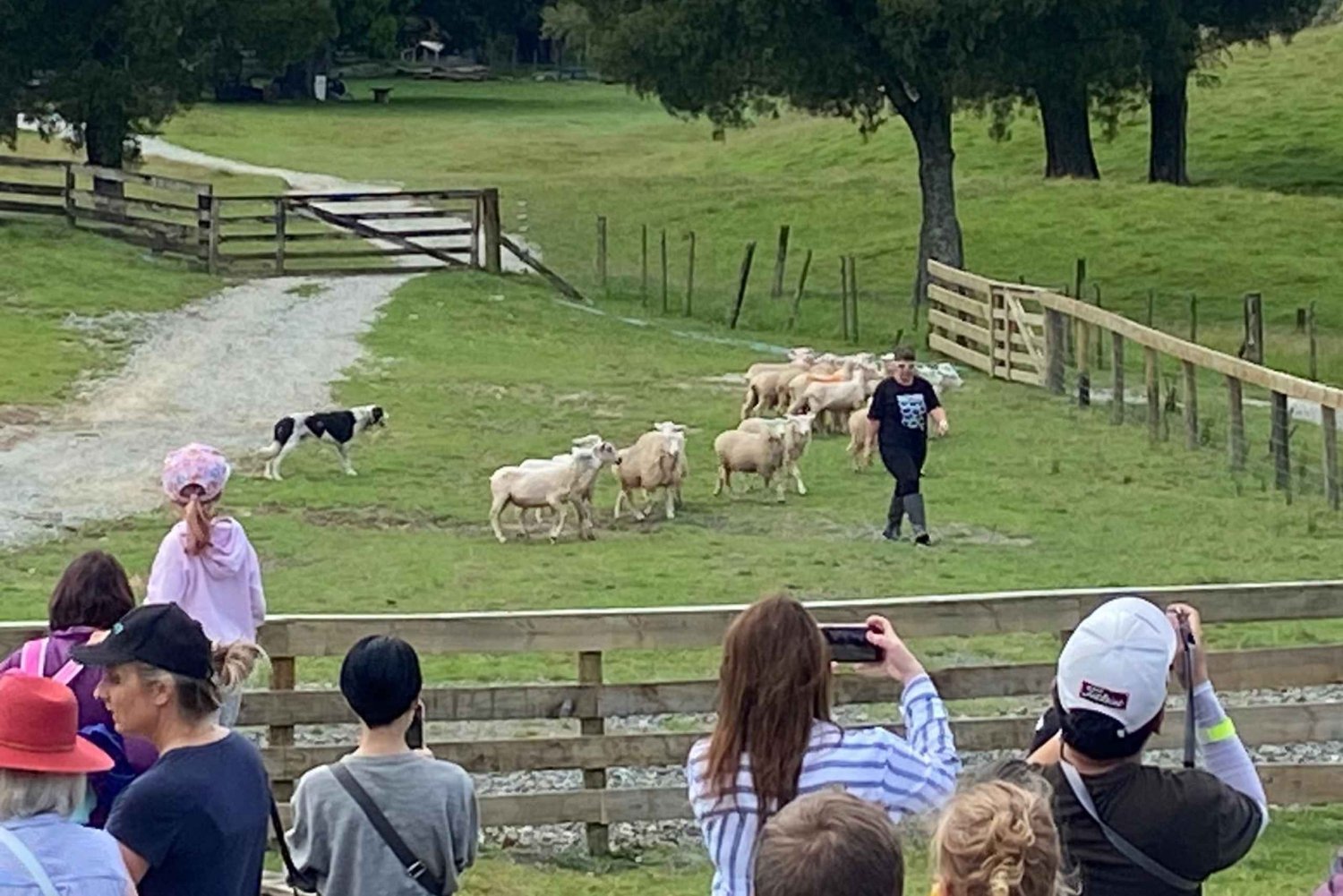 Auckland: Sheepworld, Honey Centre, & Kauri Trail Tour