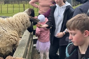 Auckland: Sheepworld, Honey Centre, & Kauri Trail Tour