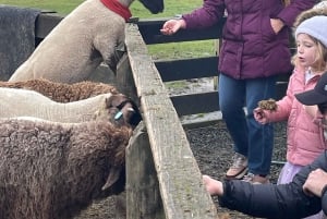 Auckland: Sheepworld, Honey Centre, & Kauri Trail Tour