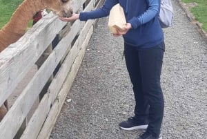 Auckland: Sheepworld, Honey Centre, & Kauri Trail Tour