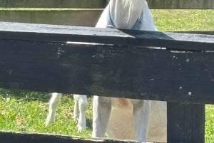 Auckland: Sheepworld, Honey Centre, & Kauri Trail Tour