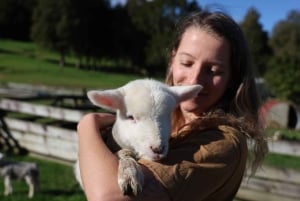 Auckland: Sheepworld, Honey Centre, & Kauri Trail Tour