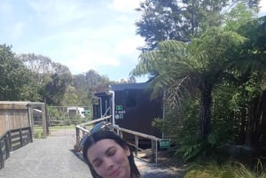 Auckland: Sheepworld, Honey Centre, & Kauri Trail Tour