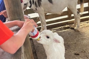 Auckland: Sheepworld, Honey Centre, & Kauri Trail Tour