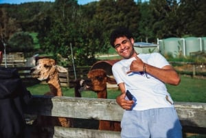 Auckland: Sheepworld, Honey Centre, & Kauri Trail Tour