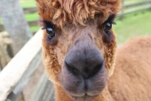 Auckland: Sheepworld, Honey Centre, & Kauri Trail Tour