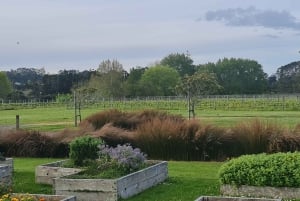 Auckland: Tour al tramonto con piscina termale e degustazione di vino
