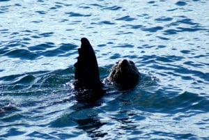 Auckland: Tikapa Moana Whales and Dolphins Wildlife Cruise