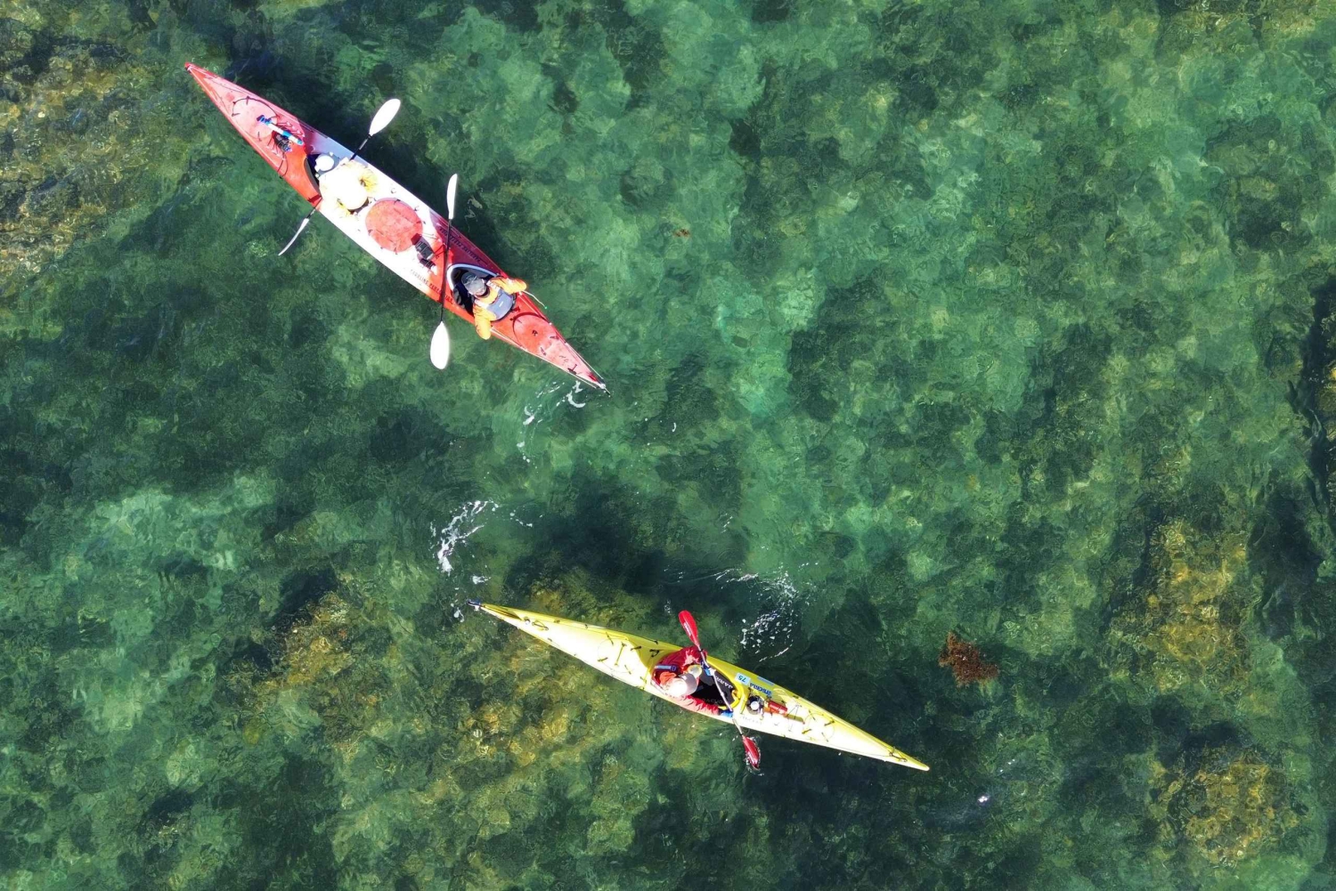 Auckland: excursión en kayak a la isla Tiritiri Matangi