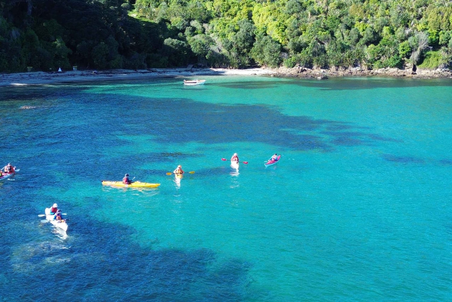 Auckland: excursión en kayak a la isla Tiritiri Matangi