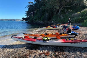 Auckland: excursión en kayak a la isla Tiritiri Matangi