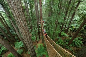 Auckland: Wai Ariki Hot Springs & Rotorua Redwoods Tour