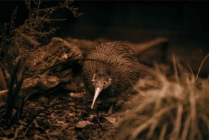 Auckland: Waitomon luolat ja Te Puia Rotorua piknik-lounaalla