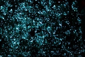 Auckland: Waitomon luolat ja Te Puia Rotorua piknik-lounaalla