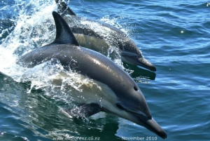 Auckland Whale and Dolphin Safari