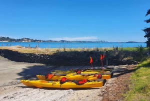 From Auckland: Browns Island Motukorea Sea Kayak Tour