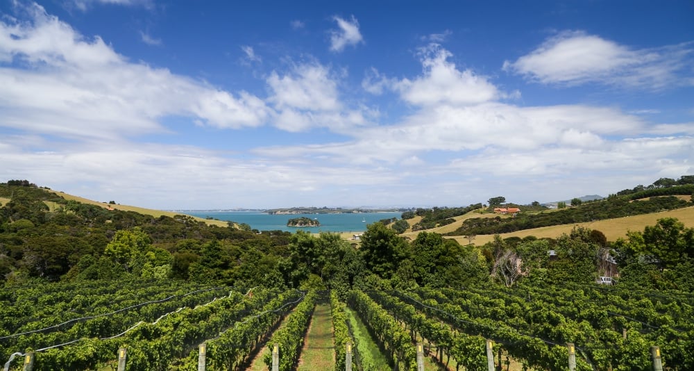 Cable Bay Vineyards