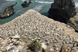 'By, kyst og land' – en afslappet dagstur fra Auckland