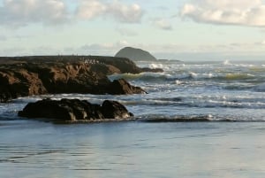 'By, kyst og land' – en afslappet dagstur fra Auckland