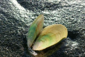 'By, kyst og land' – en afslappet dagstur fra Auckland