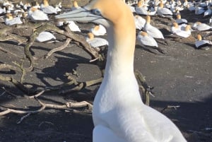 'By, kyst og land' – en afslappet dagstur fra Auckland