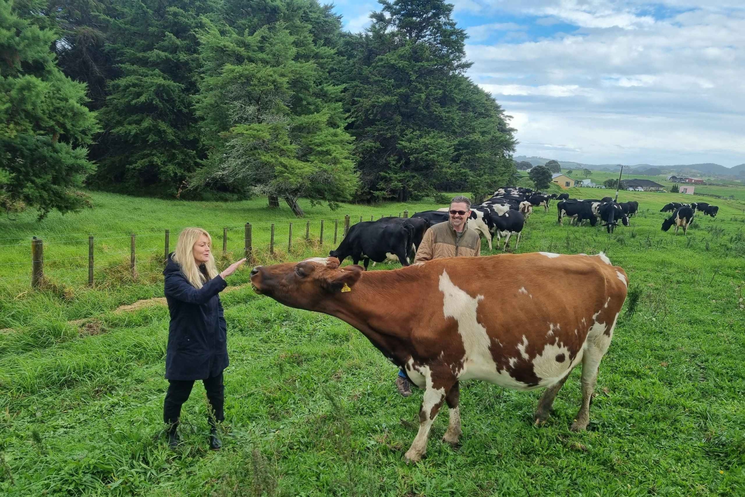 Private Tour zu einer Schaf- und Rinderfarm