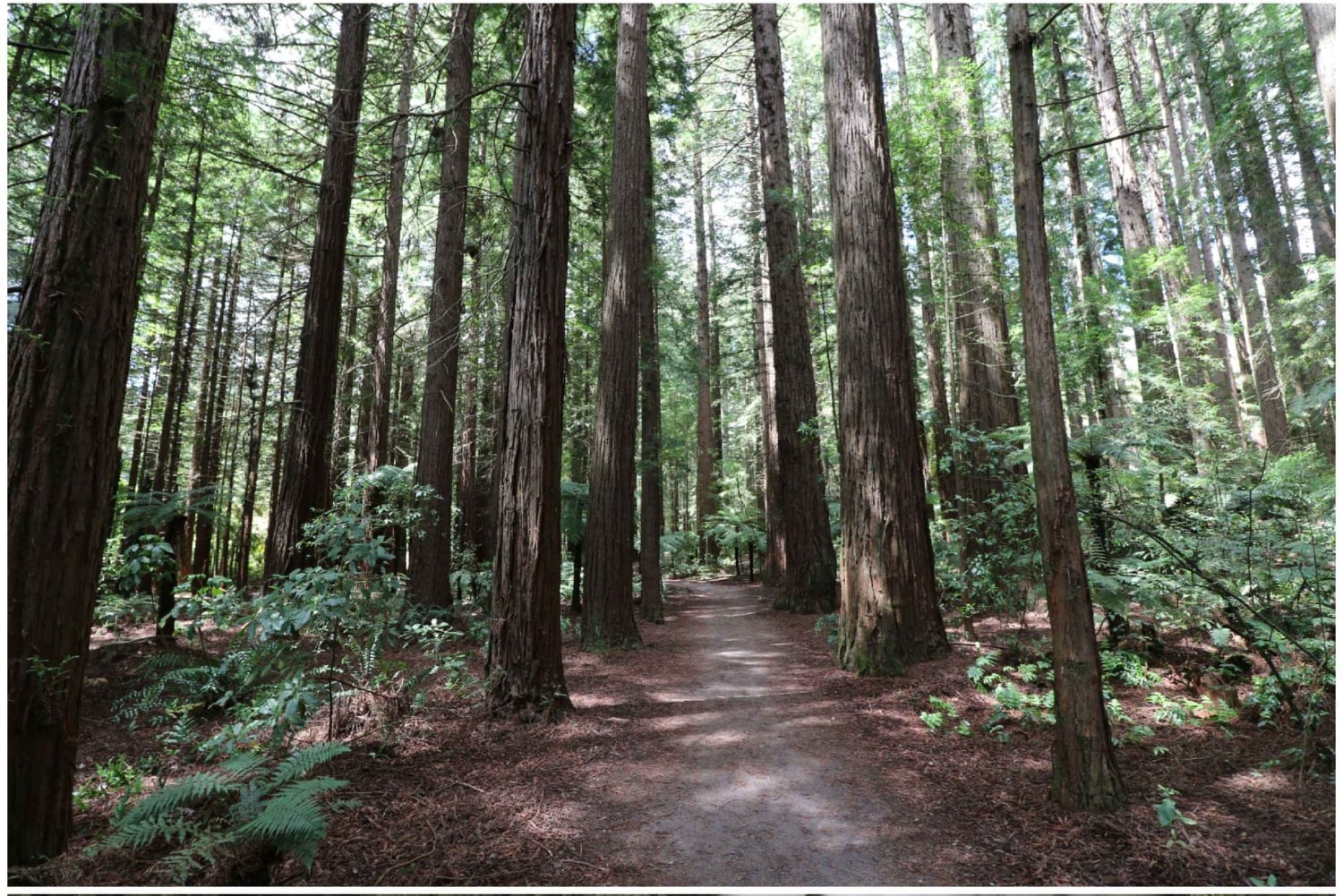 Au départ d'Auckland : Excursion d'une journée à Rotorua avec options supplémentaires