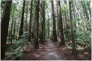Au départ d'Auckland : Excursion d'une journée à Rotorua avec options supplémentaires