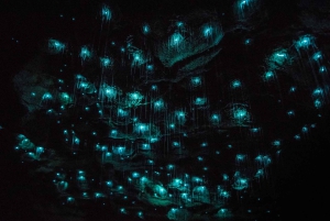 From Auckland: Day Trip to Waitomo Glow Worm Caves