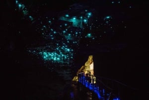 From Auckland: Day Trip to Waitomo Glow Worm Caves