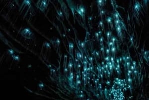 From Auckland: Day Trip to Waitomo Glow Worm Caves