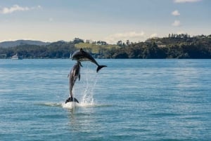 Vanuit Auckland: Dagvullende tour naar de Bay of Islands
